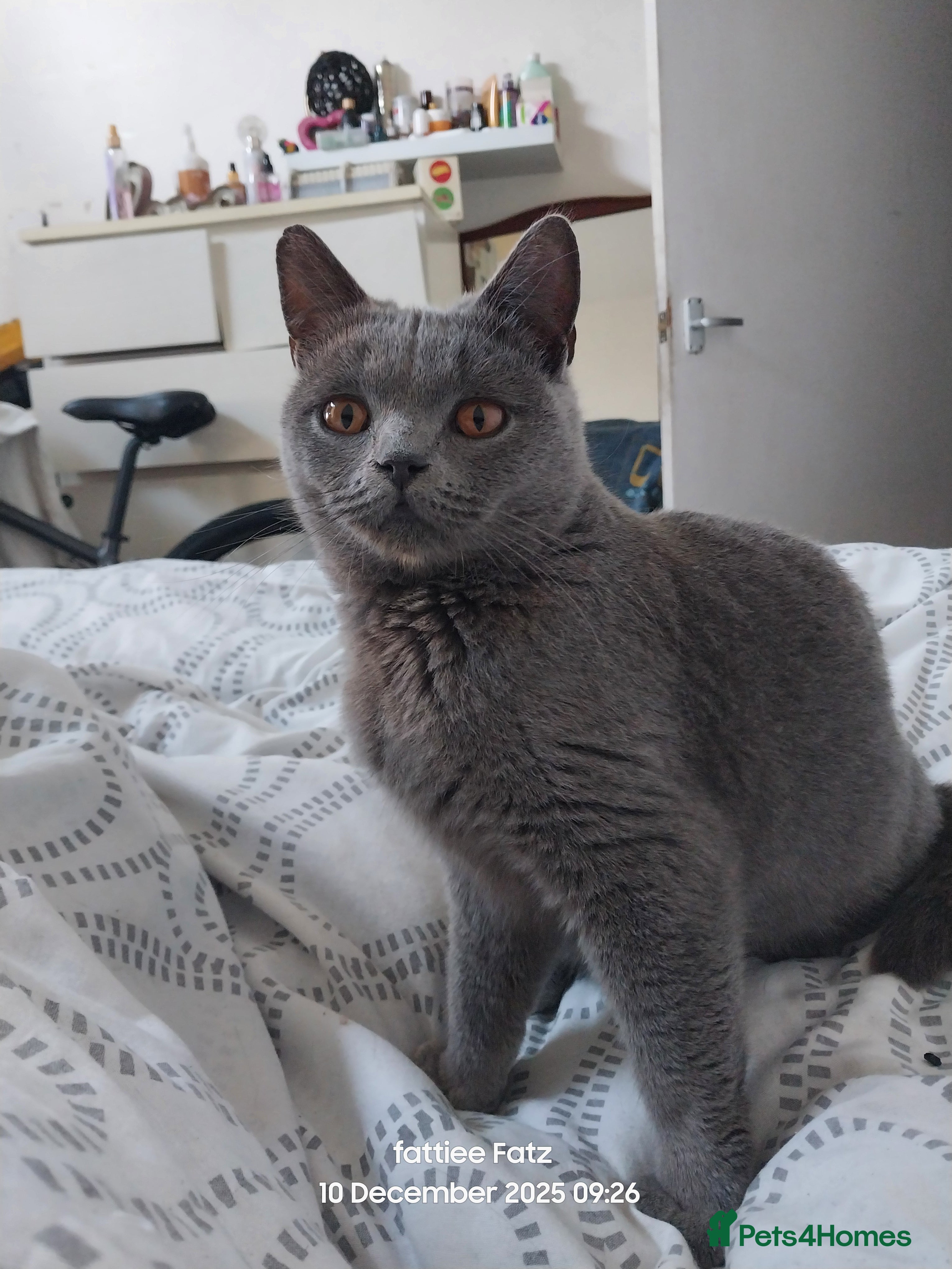 British Shorthair cats British shorthair cat  - Advert 1