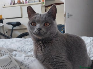 British Shorthair cats British shorthair cat - Advert 1