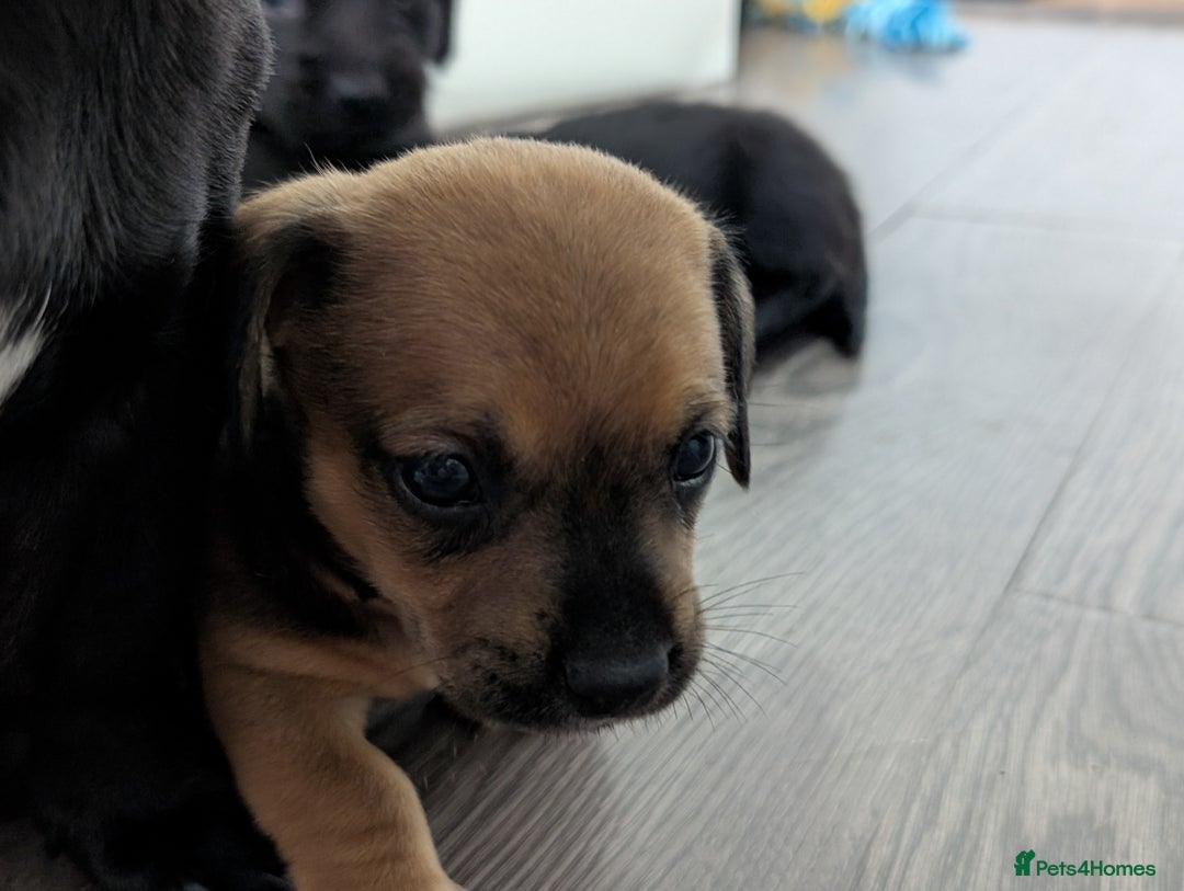 Dachshund dogs for sale: Dachshund x puppies male 2x long haired  - Image 24