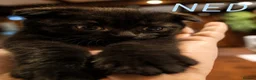 Mixed Breed cats for sale: Scottish Fold & Scottish straight Cross kittens  in Antrim - Advert 12