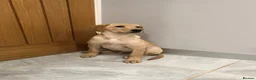 Labrador Retriever dogs for sale: Labrador looking for loving new home - Advert 18