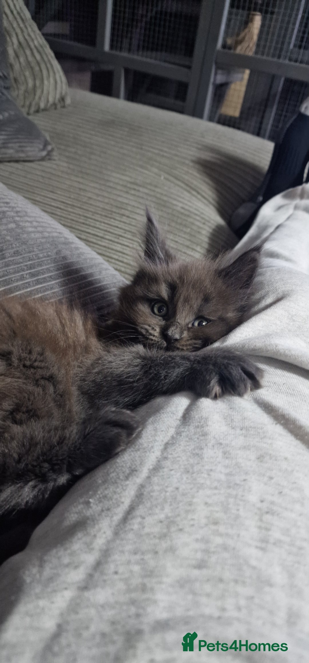 Maine Coon cats for sale: Blue Smoke Pure Breed Maine Coon Kittens Available - Advert 6