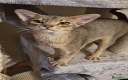 Abyssinian cats for sale: Beautiful blue boy 💙 - Image 16