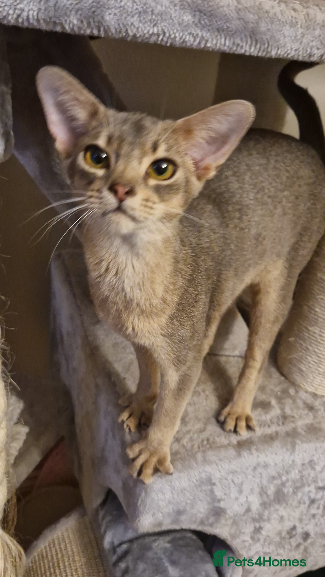 Abyssinian cats for sale: Beautiful blue boy 💙 - Image 16