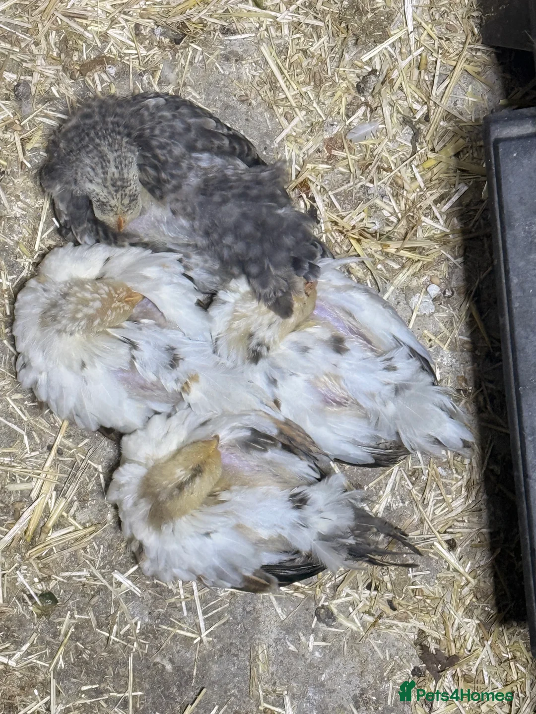 Chickens poultry for sale: 3 male Serama roosters for sale - Advert 2