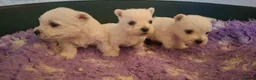 West Highland Terrier dogs for sale: Stunning West Highland Terrier Puppies - Advert 17