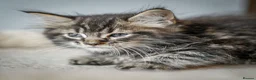 Maine Coon cats for sale:  Chunky full Maine coon kittens ready now   £795 - Advert 15