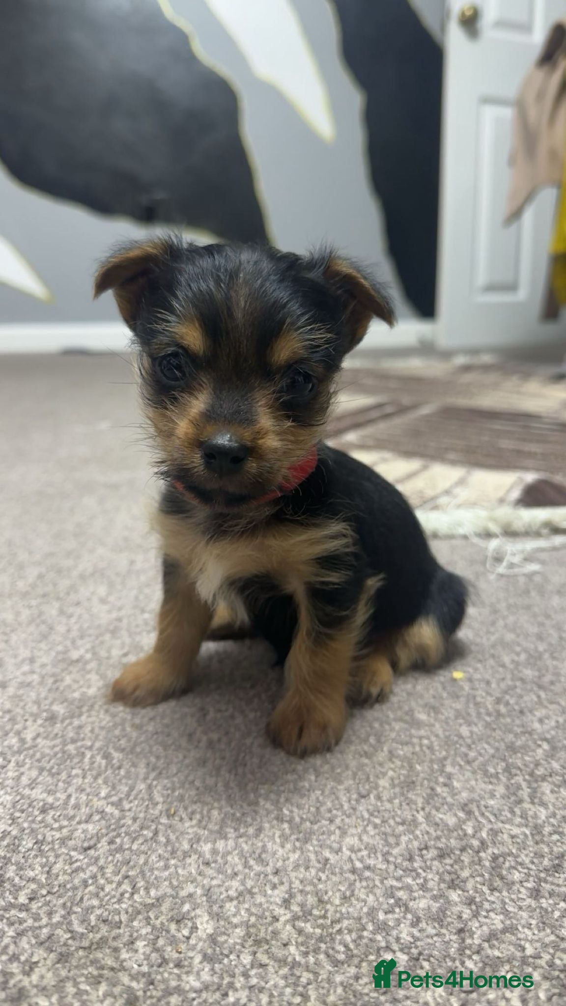Yorkshire Terrier dogs One adorable puppy left looking for Forever Home. - Advert 1