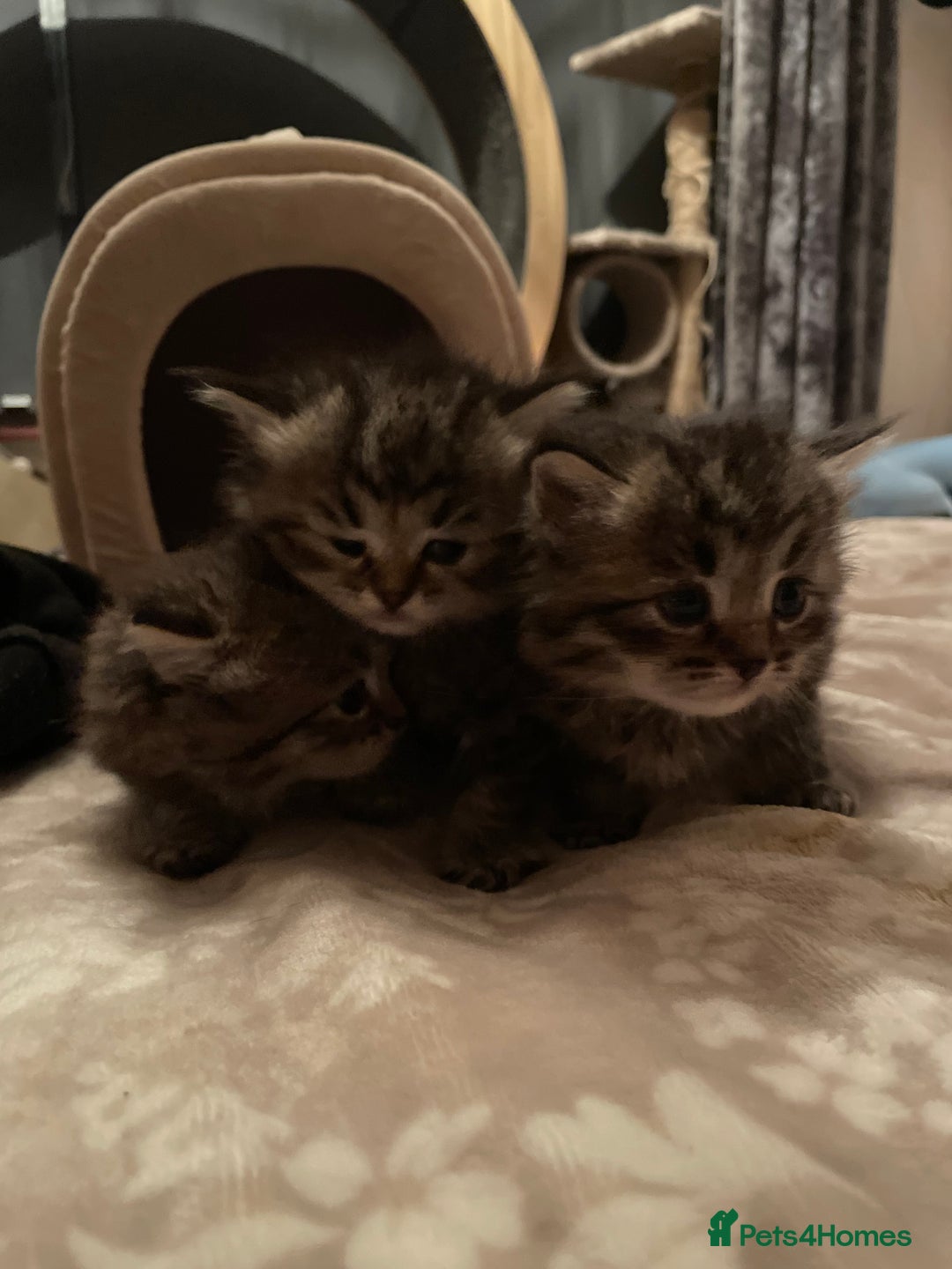 Siberian cats for sale: Ragdoll x Siberian  - Advert 2