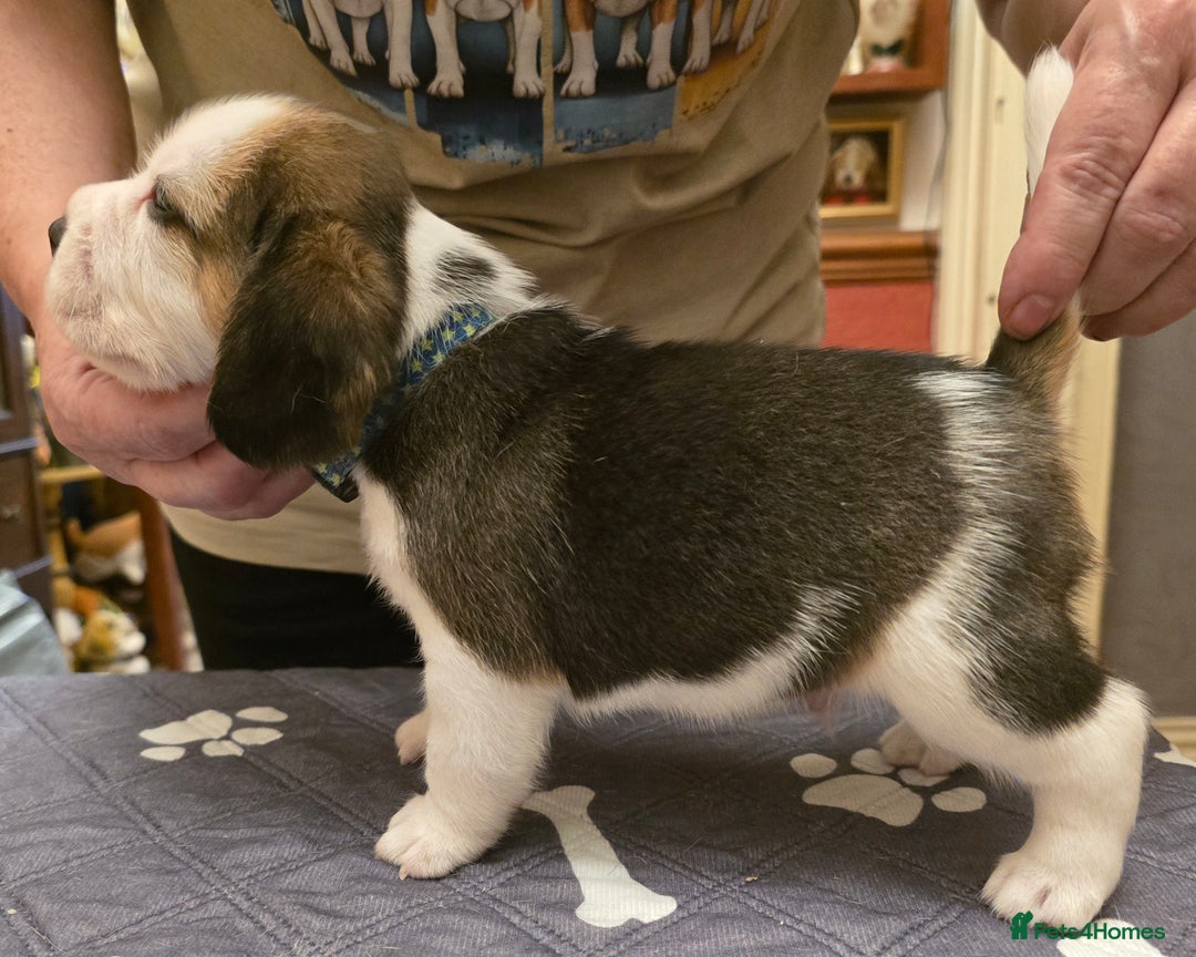 Beagle dogs for sale: Kennel Club Reg Beagle pups tri male, t/w bitch  - Advert 11