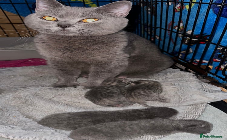 British Shorthair cats - Advert 2