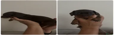 Miniature Dachshund Puppy 1