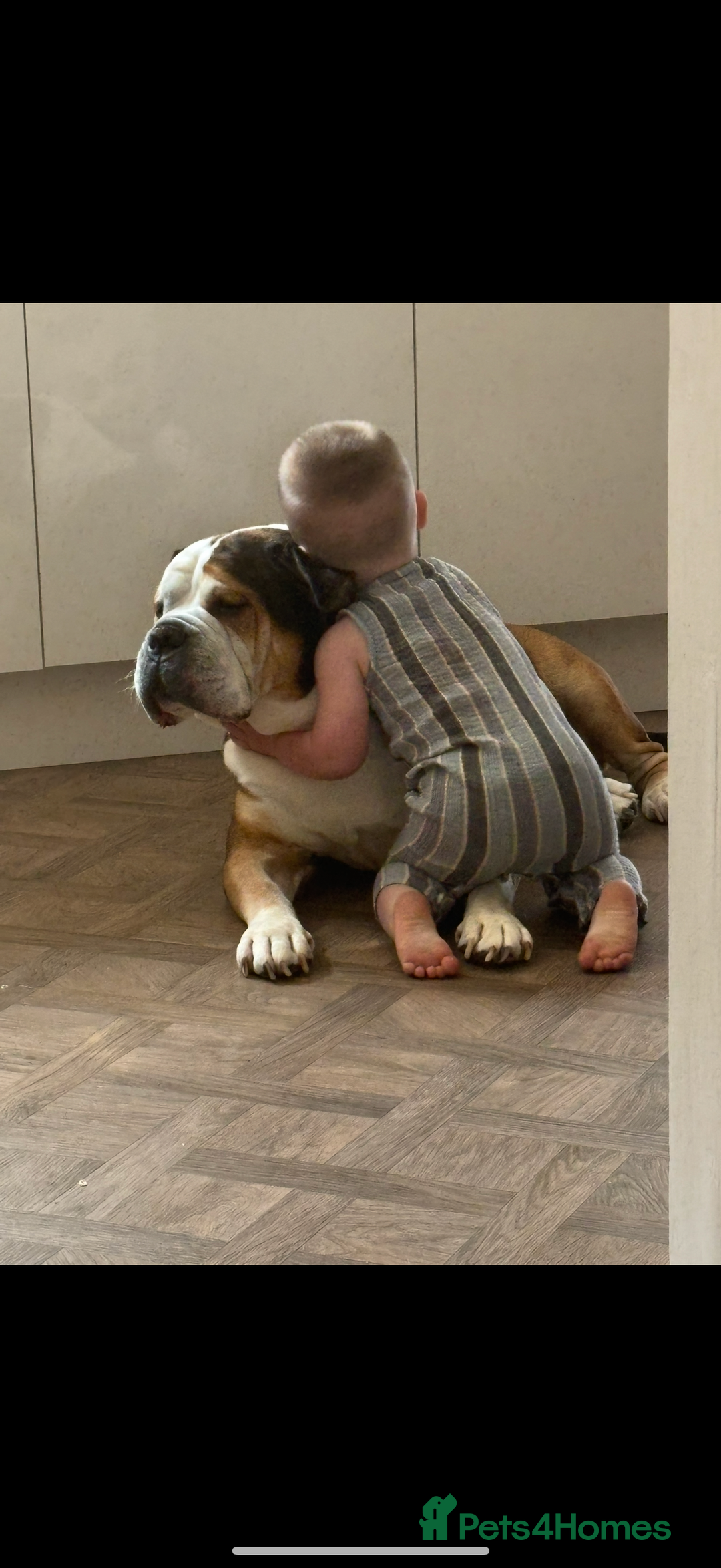 American Bulldog dogs for sale: american bulldog - Image 7
