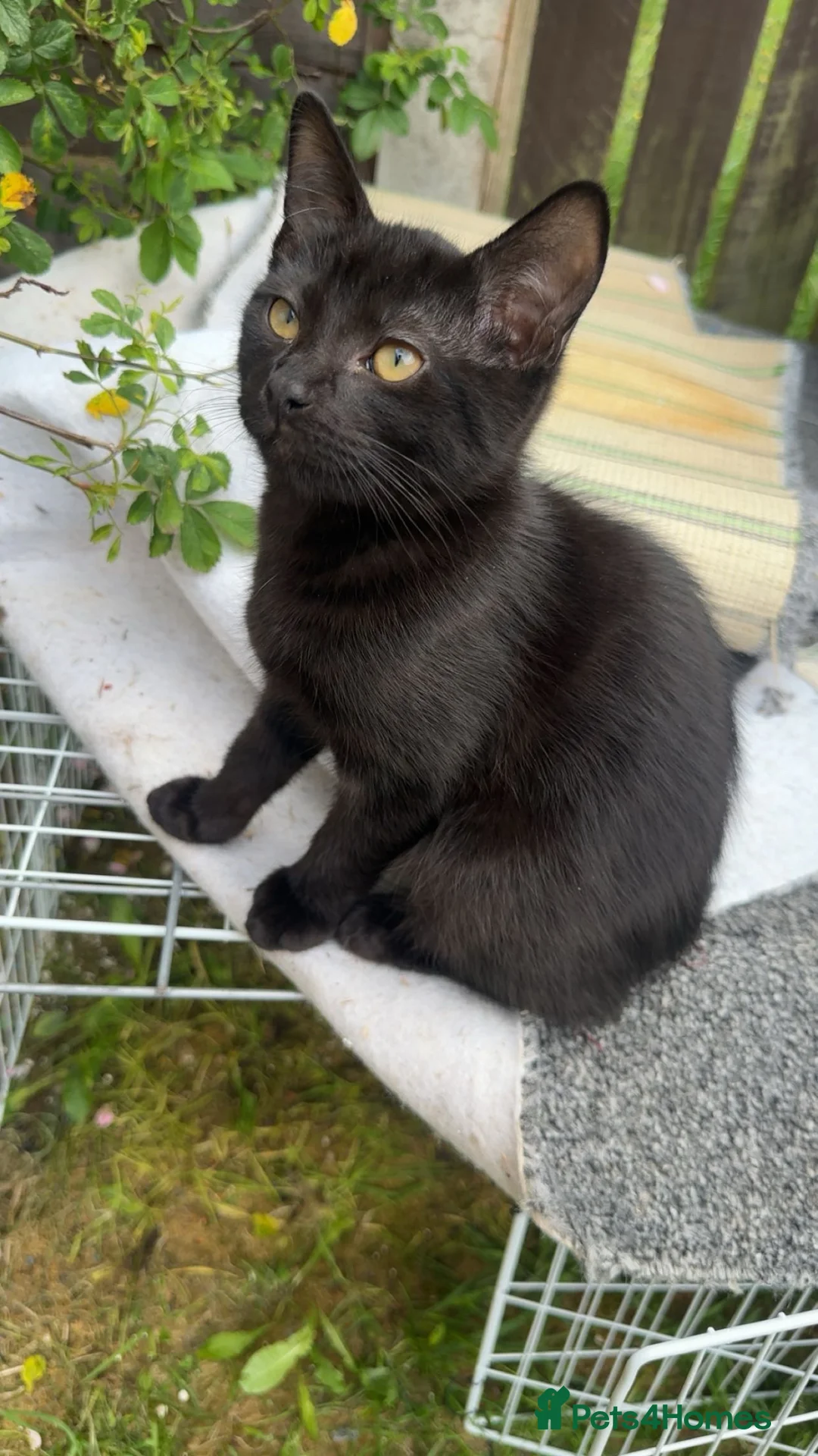 Mixed Breed cats for sale: MaineCoon x British Shorthair - Advert 1