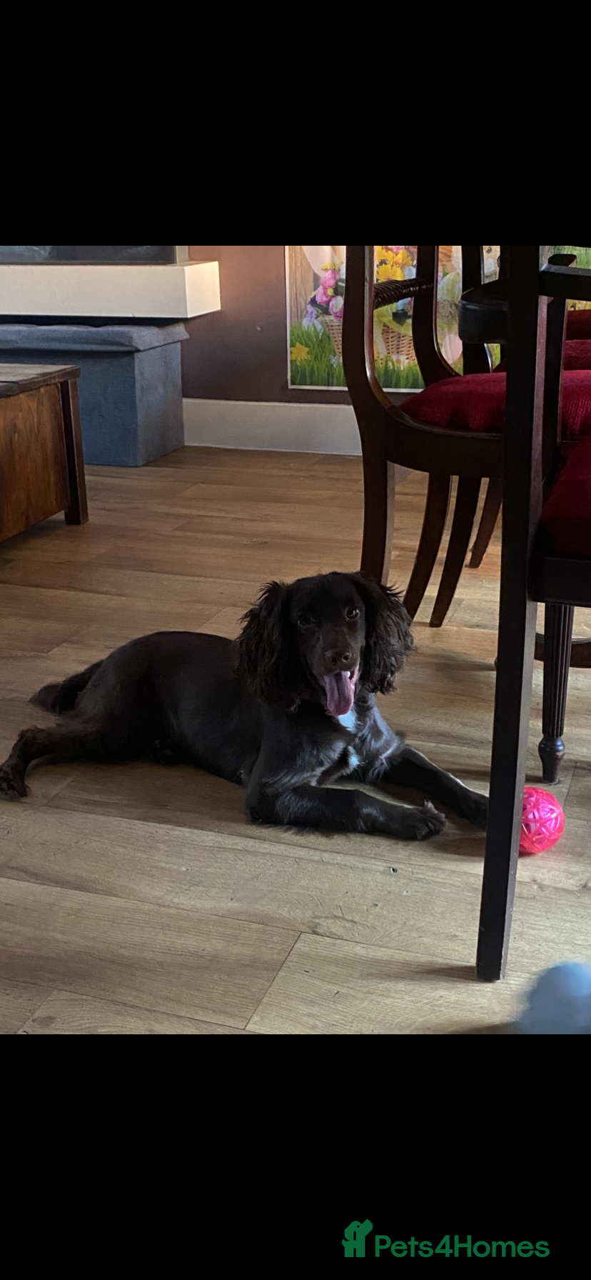 Sprocker dogs for sale: Gorgeous sprocker - Advert 2