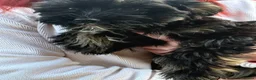 Chinese Crested dogs for sale: 5 Baby Chinese Crested Seeking Their Forever Homes - Advert 8