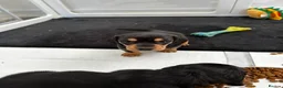 Miniature Dachshund dogs for sale: Stunning Miniature Daschund Puppies - Advert 7