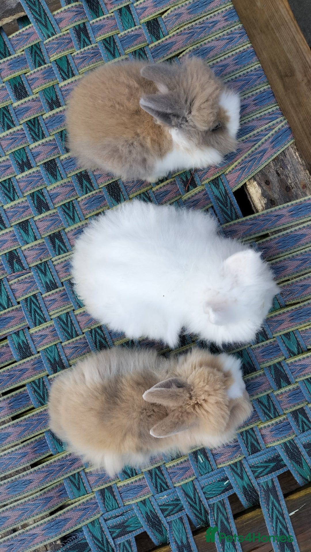 Lionhead rabbits for sale: Lovely Lionhead Baby Bunnies – Friendly & Ready🐰✨ - Advert 11