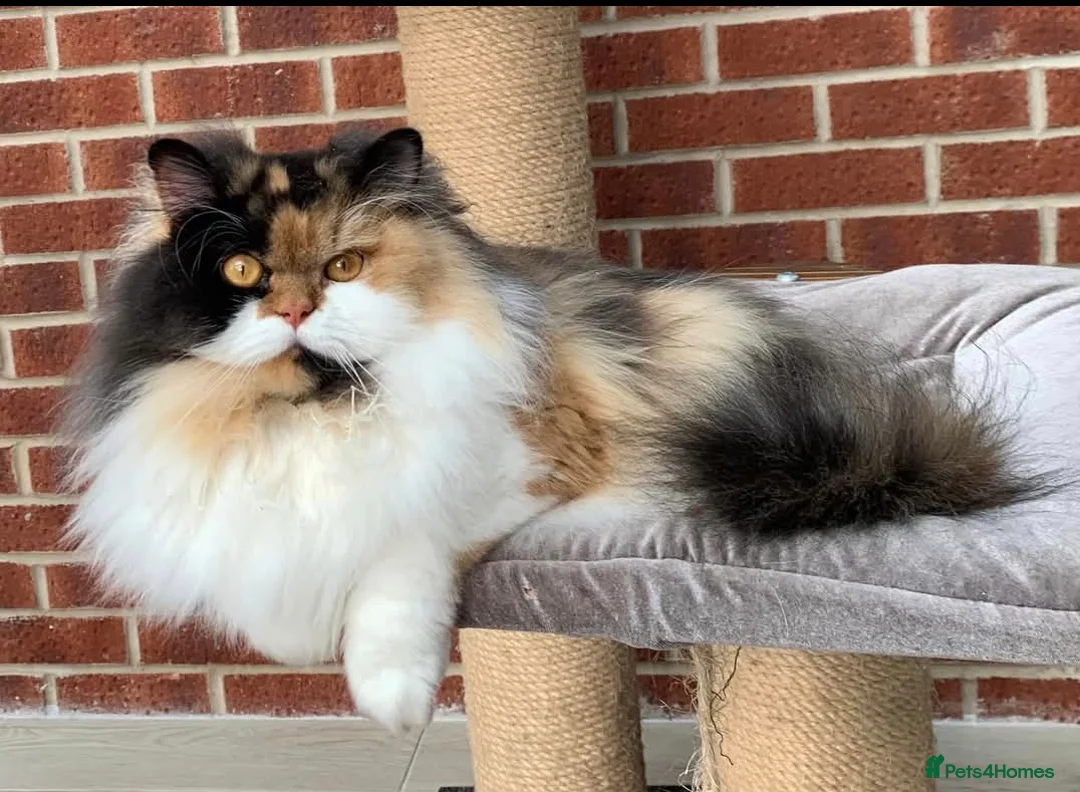 British Longhair cats for sale: Black Tortie And White Girl BLH /Neutered  - Advert 1