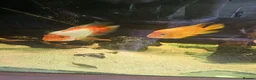 Cichlids fish for sale: 6ft tank and cichlids  - Advert 6