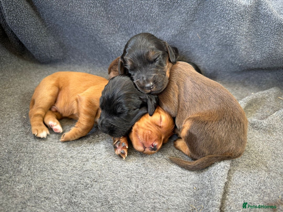 Cocker Spaniel dogs for stud: KC REGISTERED RED COCKER SPANIEL STUD PROVEN in Southampton - Image 7