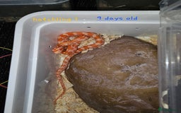 Corn Snake reptiles for sale: Beautiful corn snakes  - Image 16