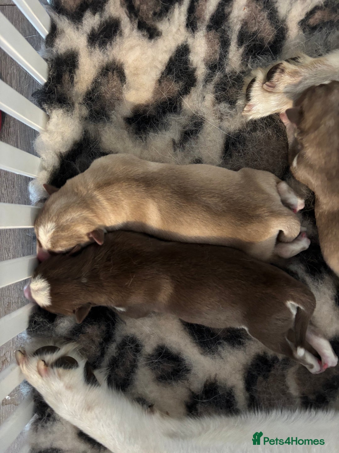 Siberian Husky dogs for sale: Siberian huskies  for sale  - Image 3