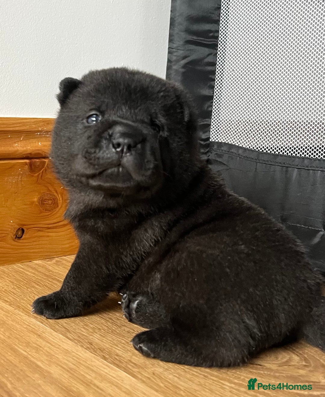 Mixed Breed dogs for sale: ChowPei Pups  - Advert 30