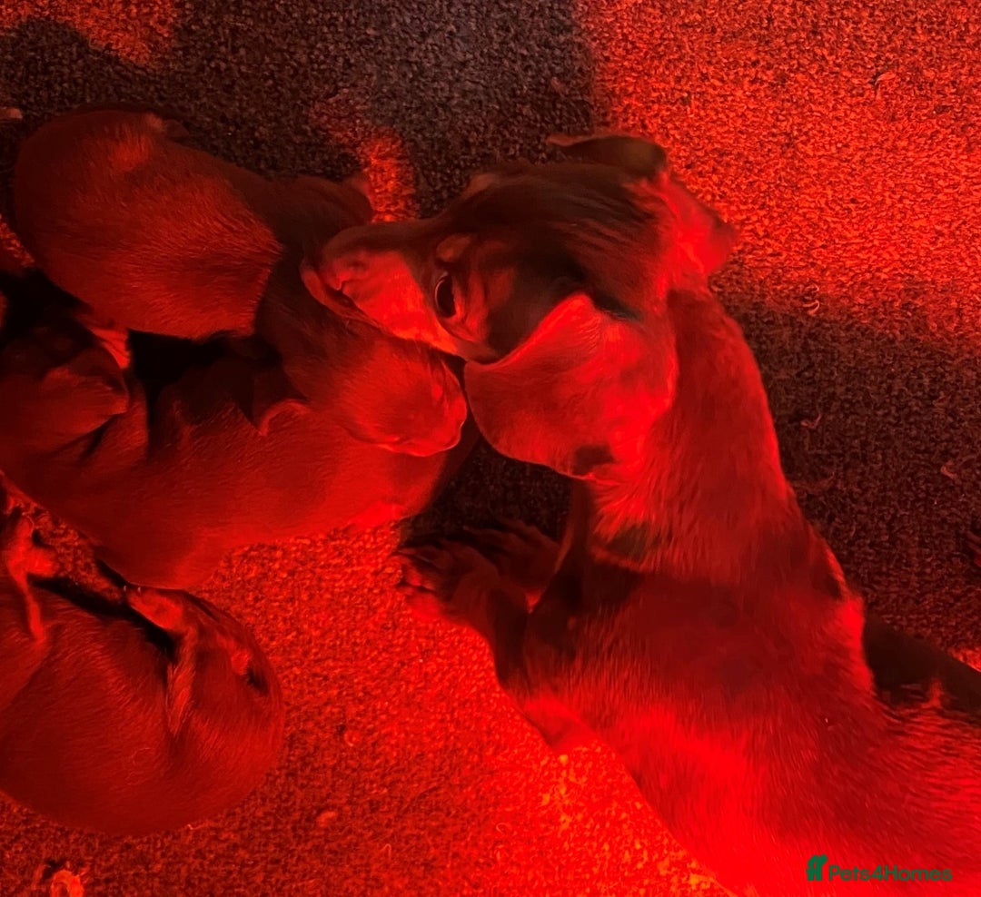 Miniature Dachshund dogs for sale: KC, PRAclear, licensed, health certificates  - Image 18