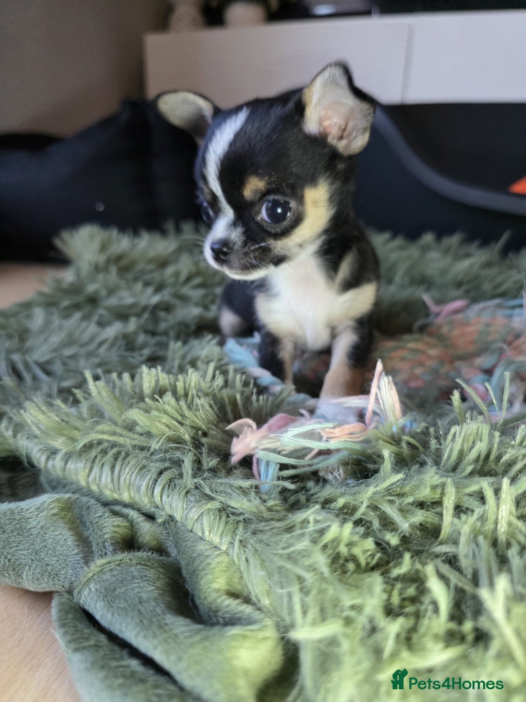 Chihuahua dogs for sale: ✨ Tiny Chi Ready to Go 🏡 - Image 10