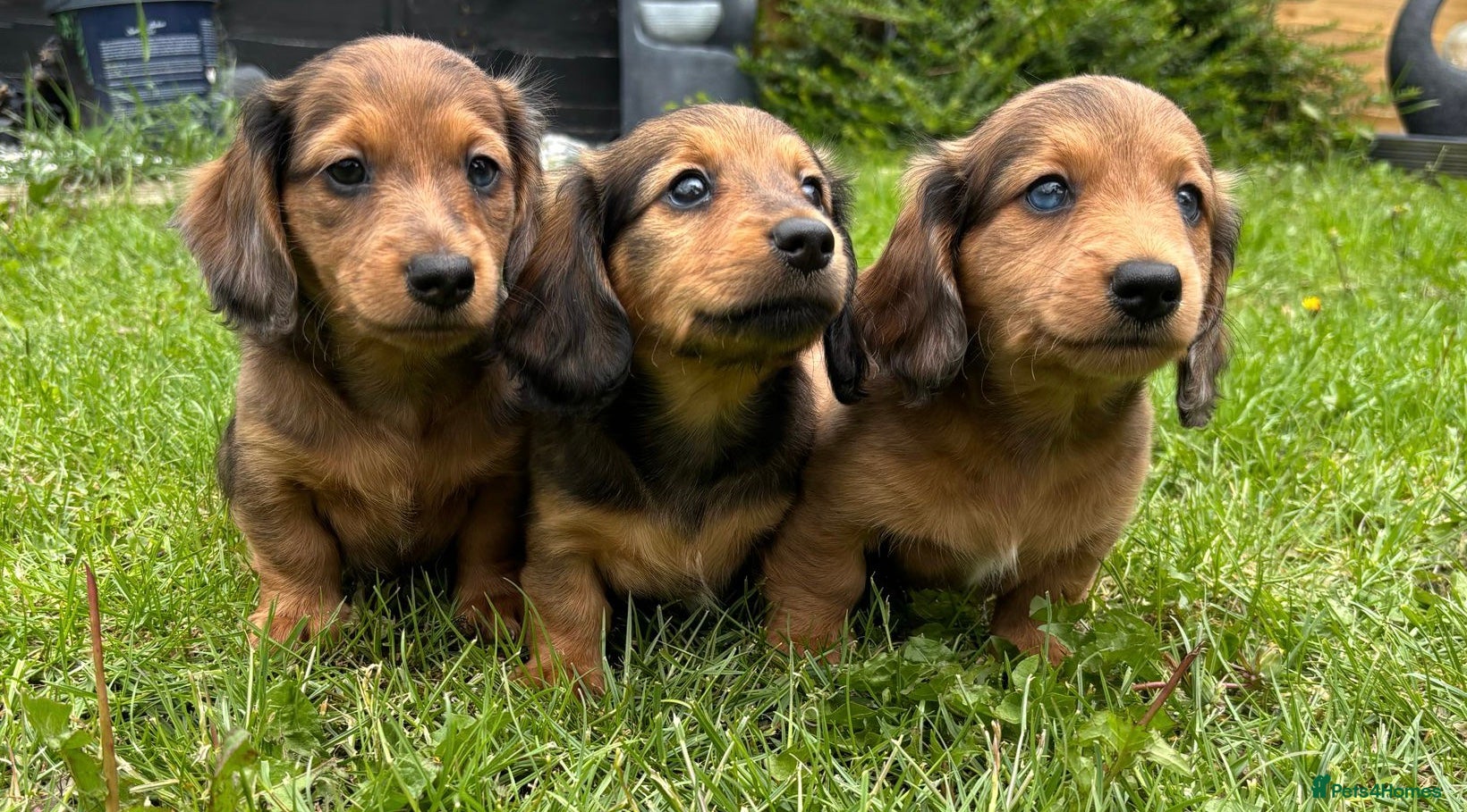 Miniature Dachshund dogs £950!!Miniature long haired dachshund puppies1LEFT - Advert 14