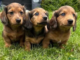 Miniature Dachshund dogs £950!!Miniature long haired dachshund puppies1LEFT - Advert 14