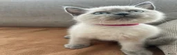 British Shorthair cats for sale: British shorthair Colorpoint kittens - Advert 21