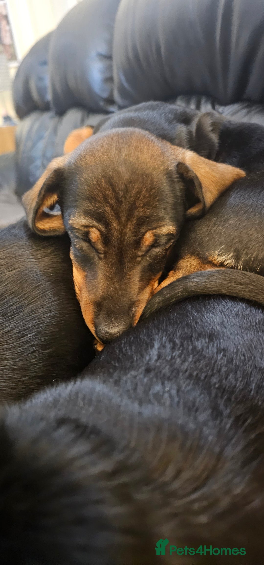 Miniature Dachshund dogs for sale: Miniature Daschund Puppies 6 Boys ONLY 2 LEFT 🩵💙 - Advert 25