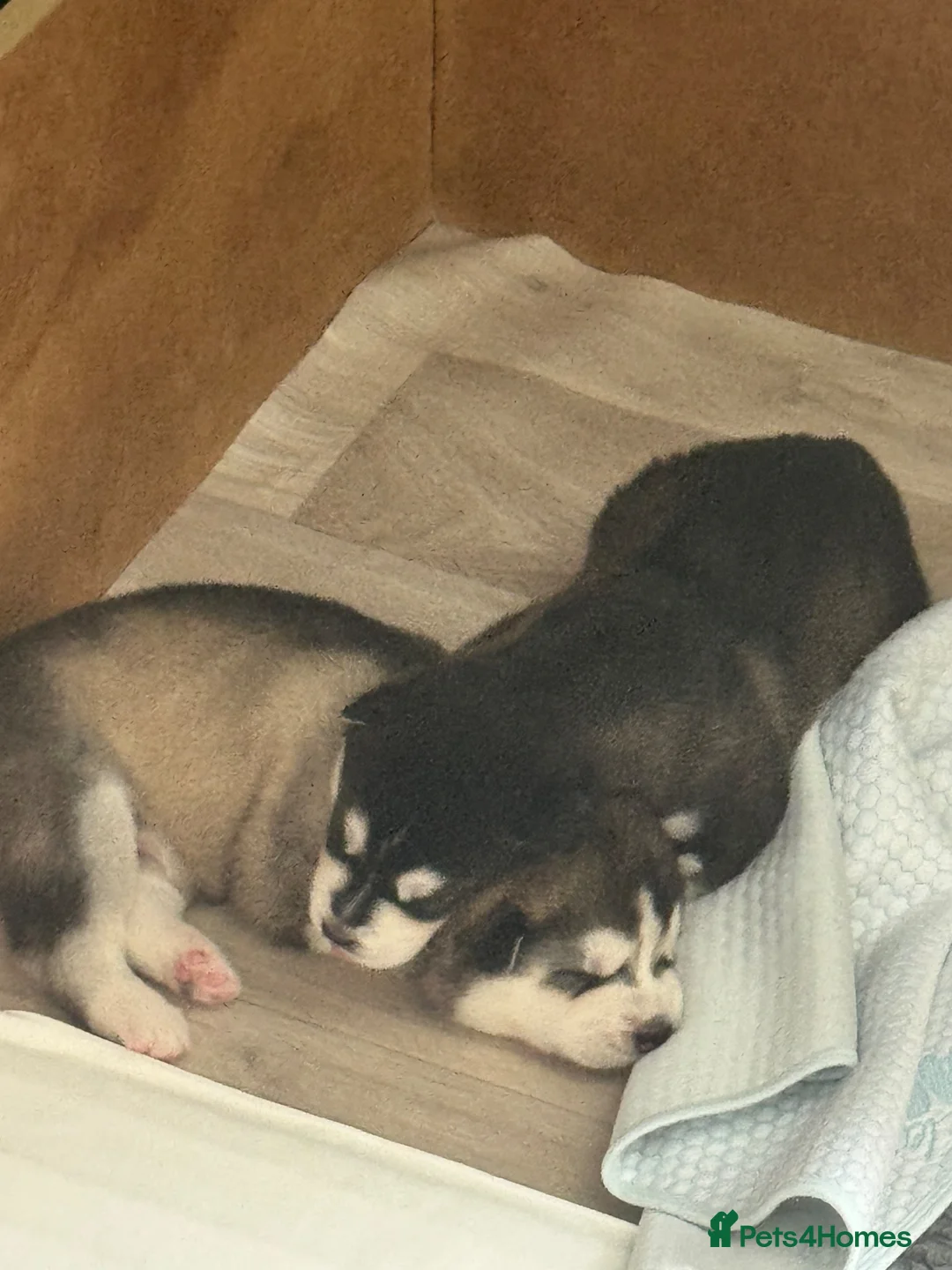 Siberian Husky dogs for sale: Beautiful Siberian Husky pups - Advert 2