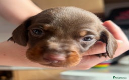 Dachshund dogs for sale: 7 Dachshund Puppies light & dark dapple and brown - Image 7