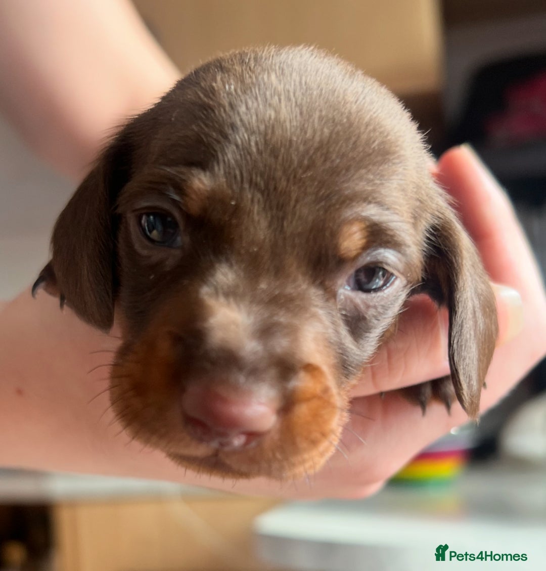 Dachshund dogs for sale: 7 Dachshund Puppies light & dark dapple and brown - Image 7