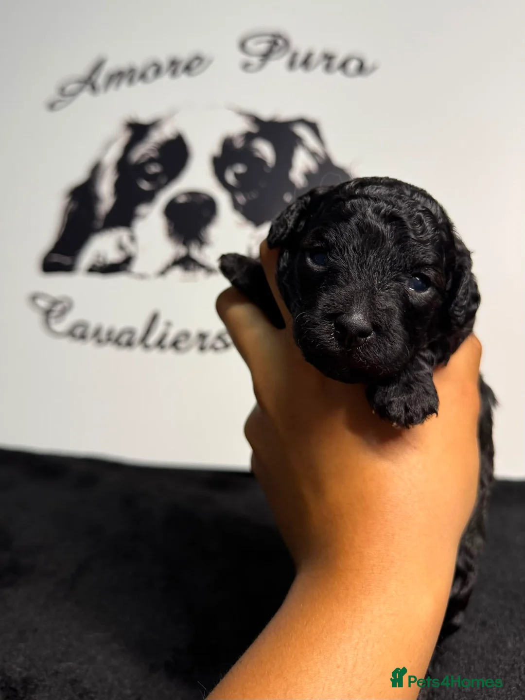 Cavapoo dogs for sale: Stunning Cavapoo fully DNA tested parents  in Luton - Advert 2