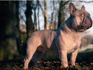 French Bulldog dogs in Chesterfield - Advert 22