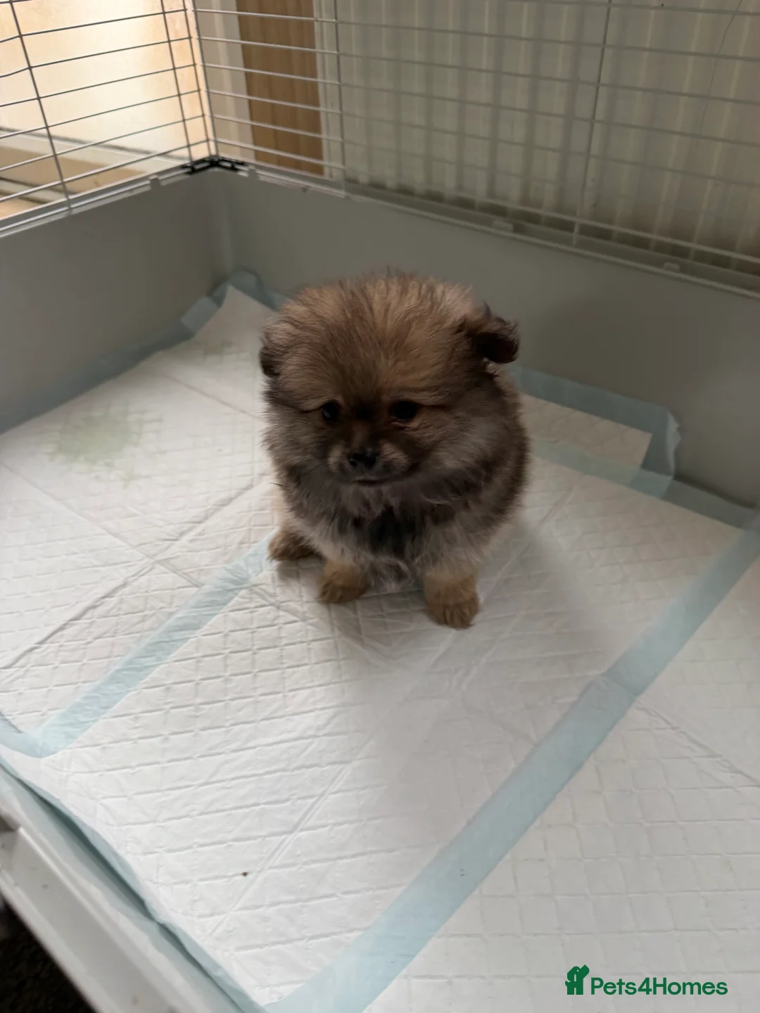 Pomeranian dogs for sale: Chunky girl pom - Advert 4