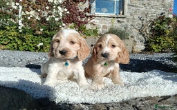 Cocker Spaniel dogs for sale: ❤️Adorable Quality Show Type Cocker Spaniels 🩵 - Image 5