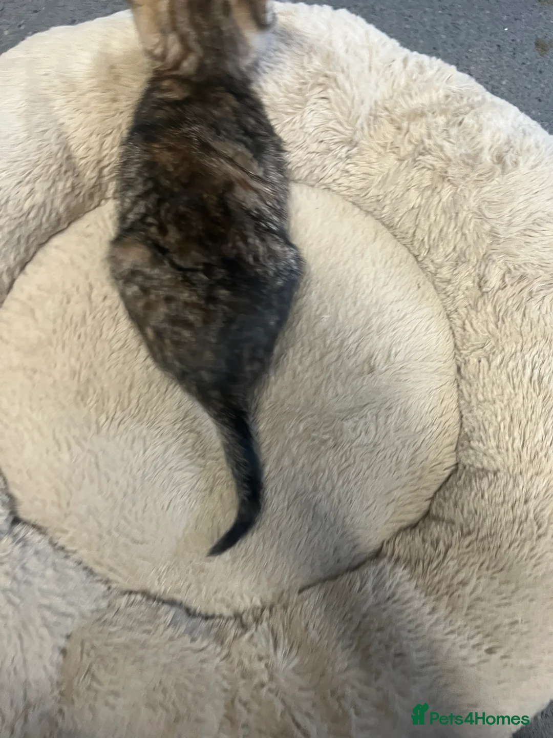 Mixed Breed cats for sale: Stunning 9 week old Female & Male kitten - Advert 5