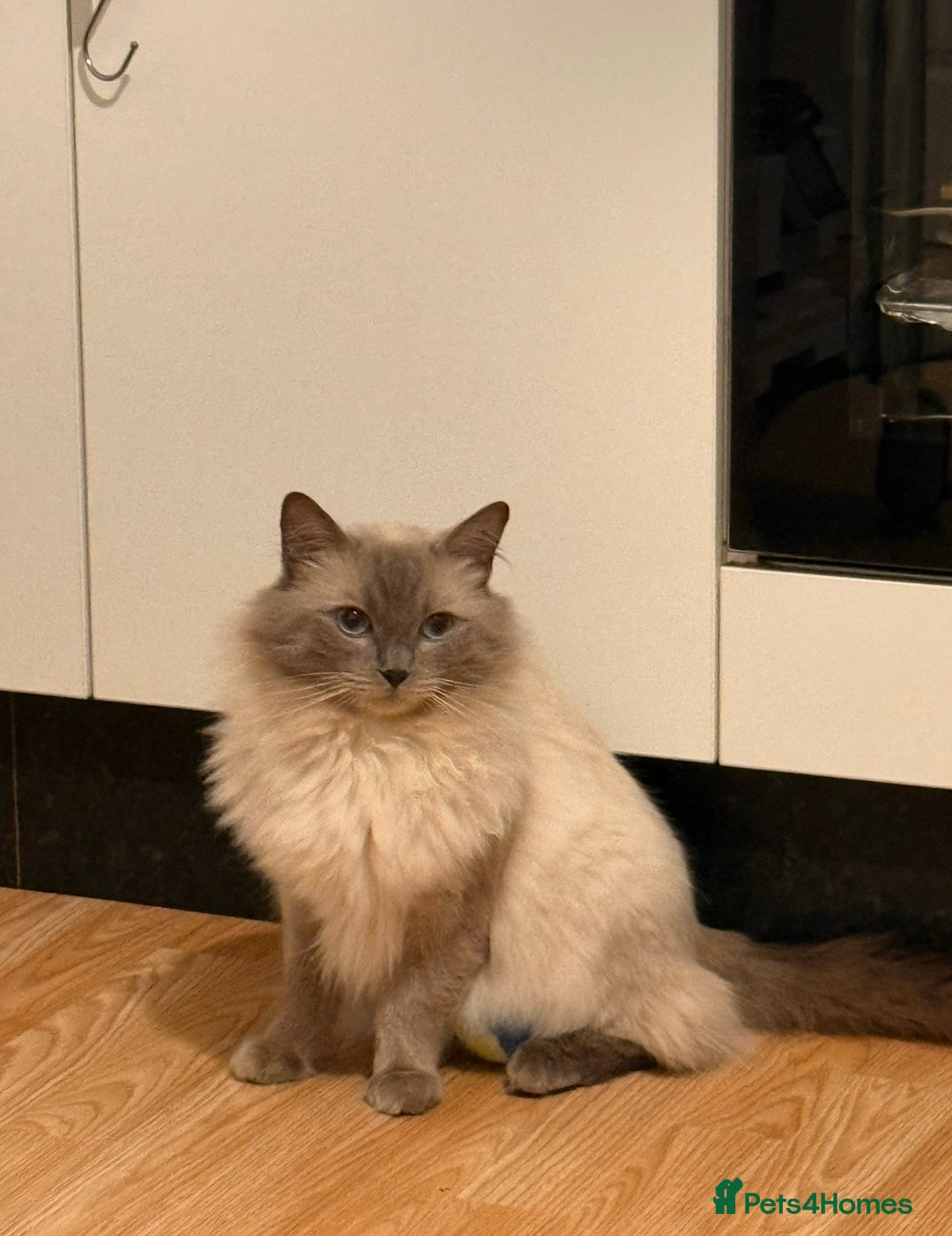 Ragdoll cats for stud:  Ragdoll Stud Colchester in Colchester - Advert 2