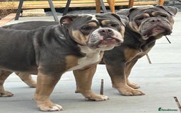 Mixed Breed dogs for sale: Bulldog x Neo Mastiffs  - Image 1