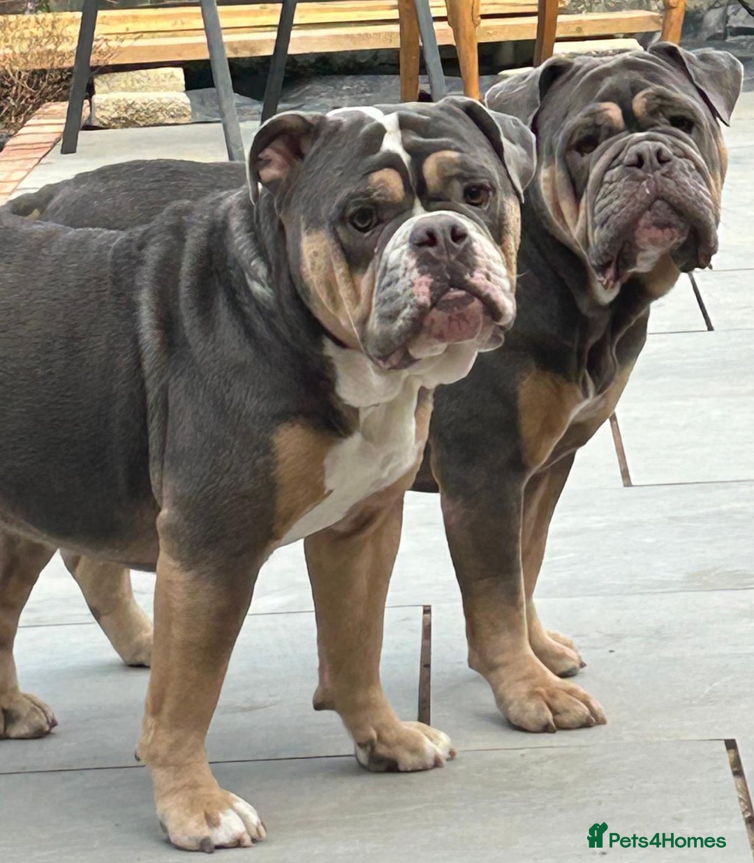 Mixed Breed dogs for sale: Bulldog x Neo Mastiffs  - Image 1