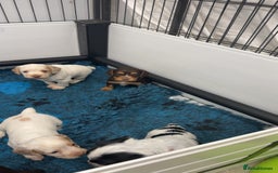 Cocker Spaniel dogs for sale: READY FOR NEW HOMES CAN LEAVE homes health tested  - Image 5