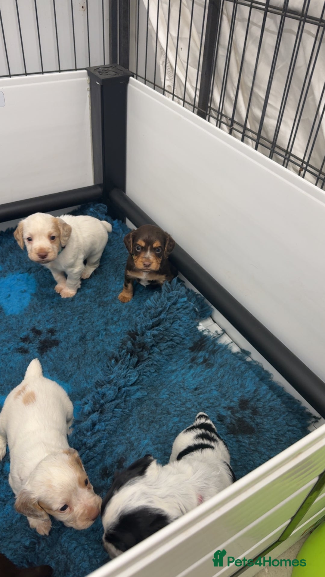 Cocker Spaniel dogs for sale: READY FOR NEW HOMES CAN LEAVE homes health tested  - Image 5