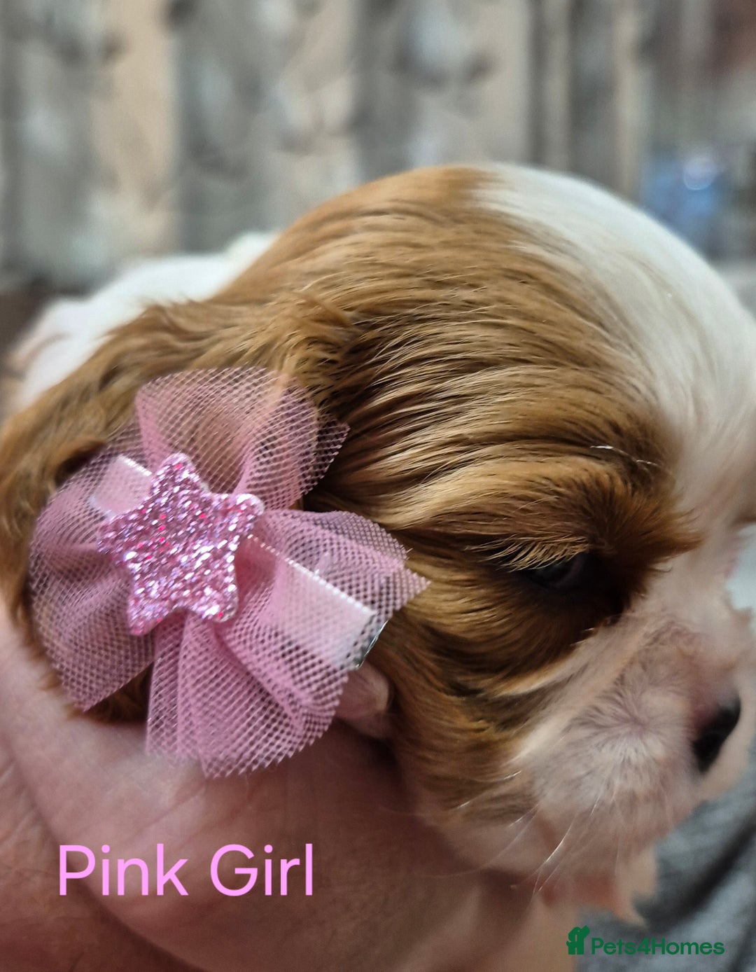 Cavalier King Charles Spaniel dogs for sale: KC Registered, Cavalier King Charles Spaniels  - Image 4