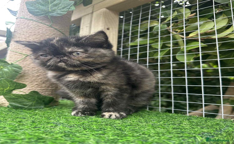 Exotic cats - Advert 3