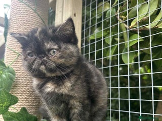 Exotic cats Exotic smoke tortoiseshell shorthair female - Advert 2